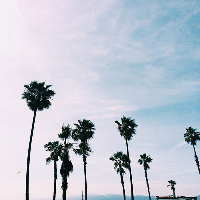 LApalmtreesvenicebeach