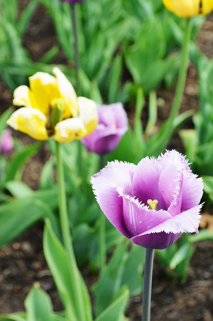 botanicalgardentulips